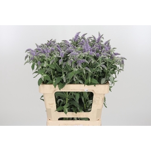 Mentha Silver Queen