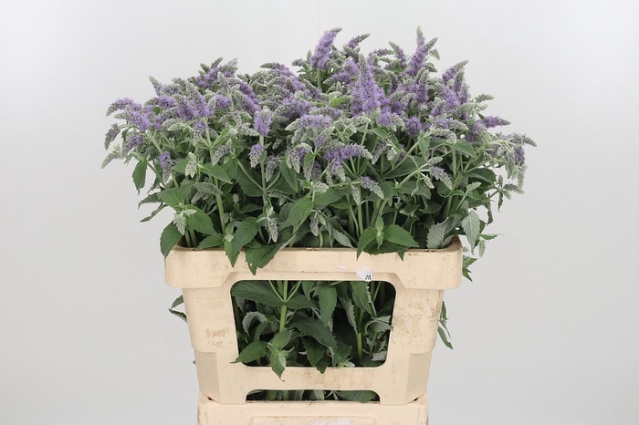 <h4>Mentha Silver Queen</h4>