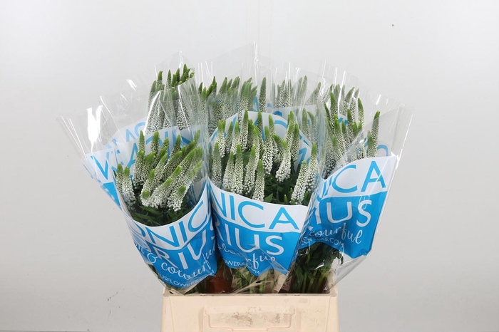 <h4>Veron Smart Luna Wit</h4>