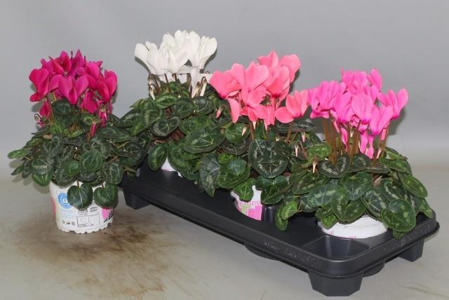 <h4>CYCL GR SUP XL</h4>