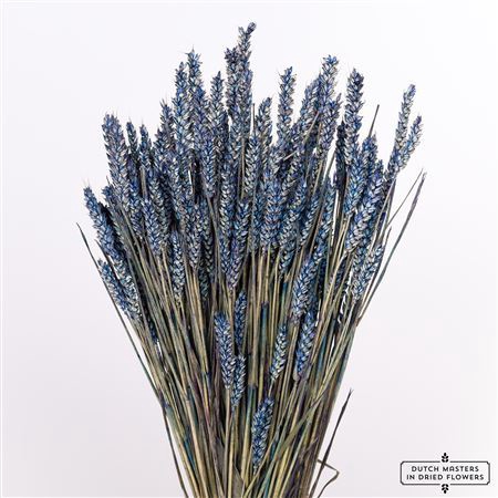 <h4>Dried Triticum Dark Blue Bunch</h4>