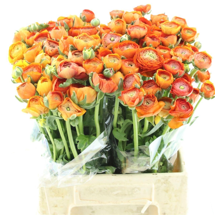 <h4>Ran El Orange Extra</h4>