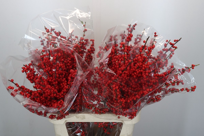 <h4>Ilex Rood</h4>