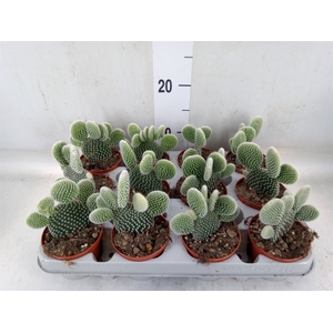 Opuntia microdasys 'Albispina'