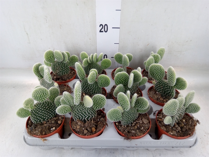<h4>Opuntia microdasys 'Albispina'</h4>