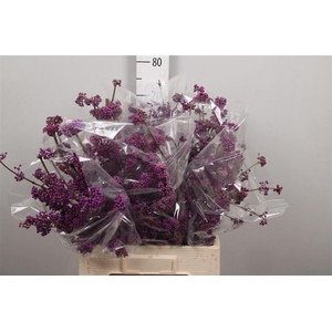 Callicarpa Bod Profu