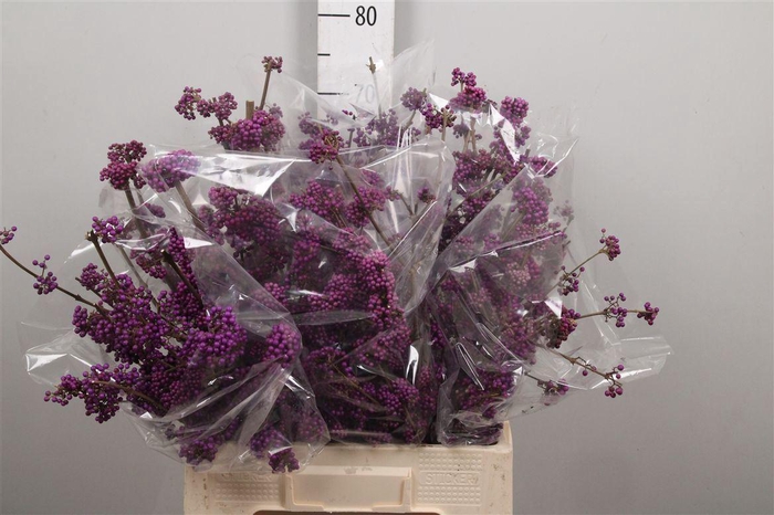 <h4>Callicarpa Bod Profu</h4>