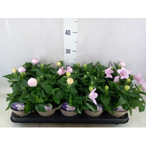 Platycodon grand. 'Astra Pink'