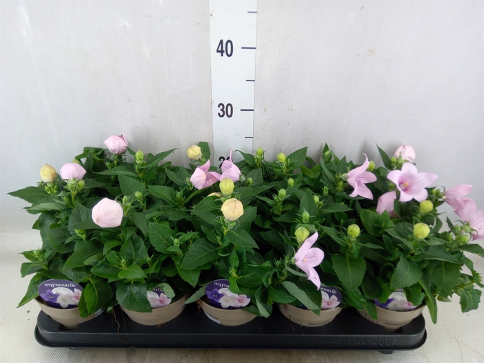 <h4>Platycodon grand. 'Astra Pink'</h4>