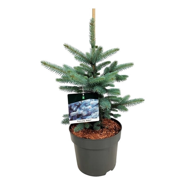 <h4>Picea pung. 'Hoopsii'</h4>