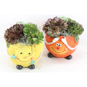 arr4 Semp JS - Ker. fruit mix orange/lemon