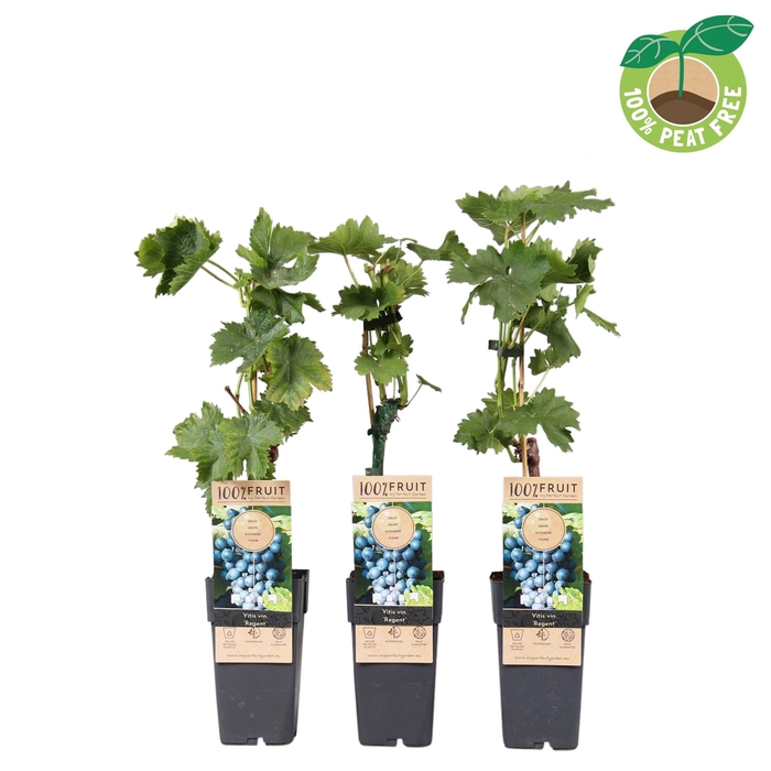 <h4>Vitis Vinifera Regent</h4>