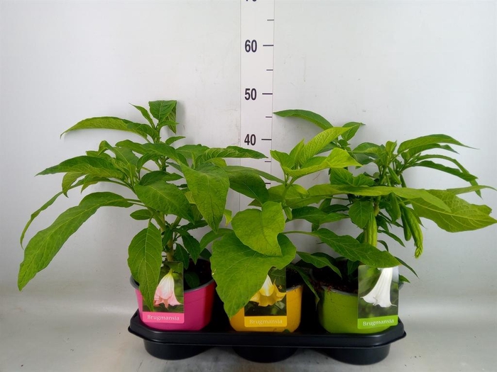 <h4>Brugmansia   ...</h4>