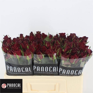 R GR BURGUNDY