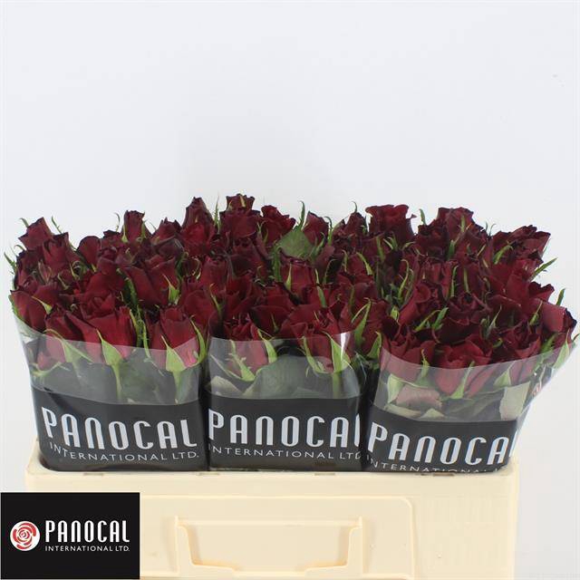 <h4>R GR BURGUNDY</h4>