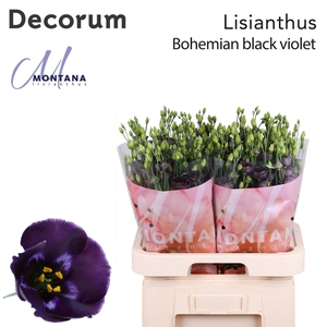 EUSTOMA RUSS. EN 'BOHEMIAN BLACK V'