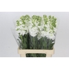 Matthiola Iron White