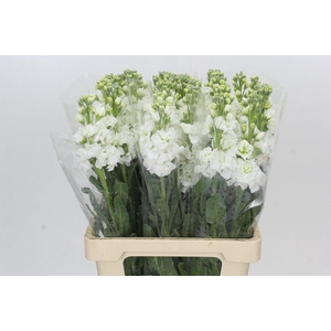 Matthiola Iron White