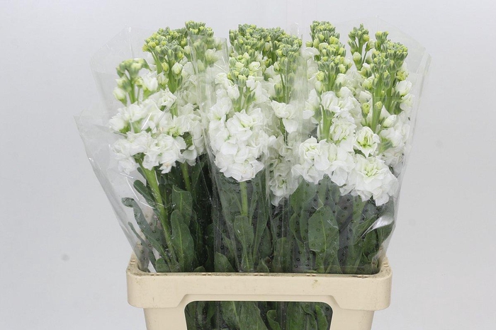 <h4>Matthiola Iron White</h4>