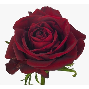 Rosa Ever Red
