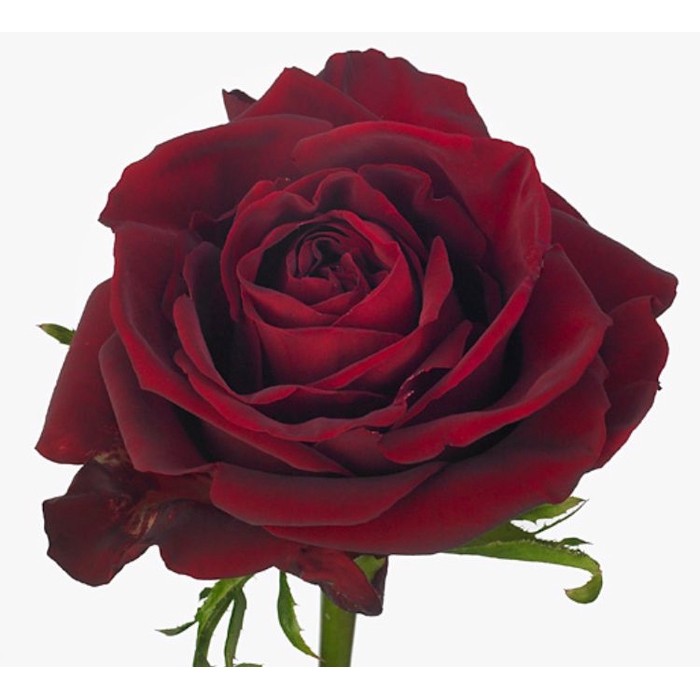 <h4>Rosa Ever Red</h4>