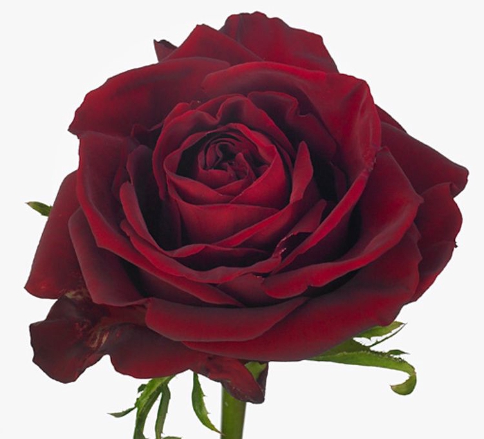 Rosa Ever Red