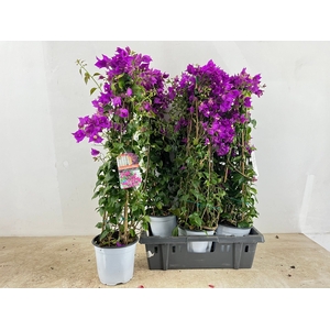 BOUGAINV SANDERIANA