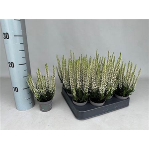 Callu Bl Verenka