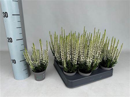 <h4>Callu Bl Verenka</h4>
