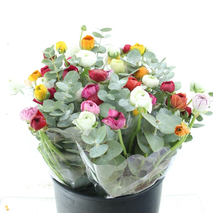 <h4>Ran Bouquet (7 Ran, 2 Cinerea)</h4>