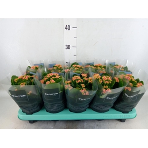 Kalanchoe blos. 'Serenity Rosa'