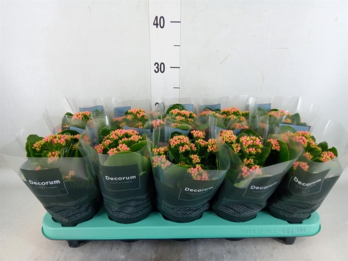 <h4>Kalanchoe blos. 'Serenity Rosa'</h4>