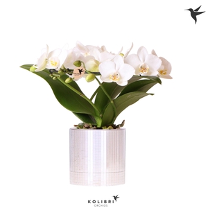 Kolibri Orchids Phalaenopsis Halo white in Disco pot