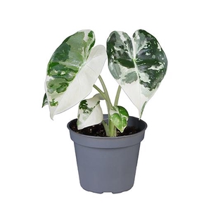 ALOCASIA CUPREA P6 FRYDEK VAR.