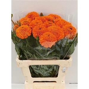 Tagetes Giant Oranje