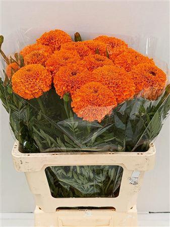 <h4>Tagetes Giant Oranje</h4>