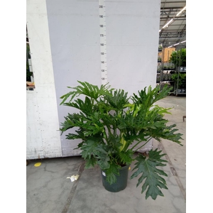 Philodendron   ...