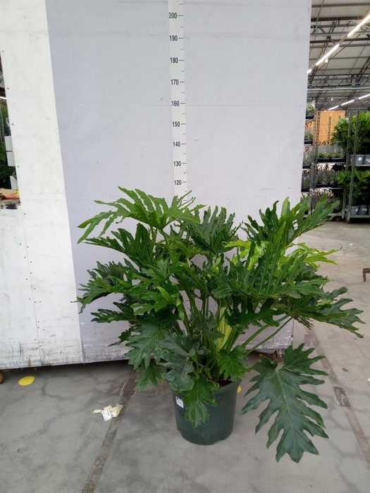 <h4>Philodendron ...</h4>