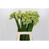 Ornithogalum Saundersiae