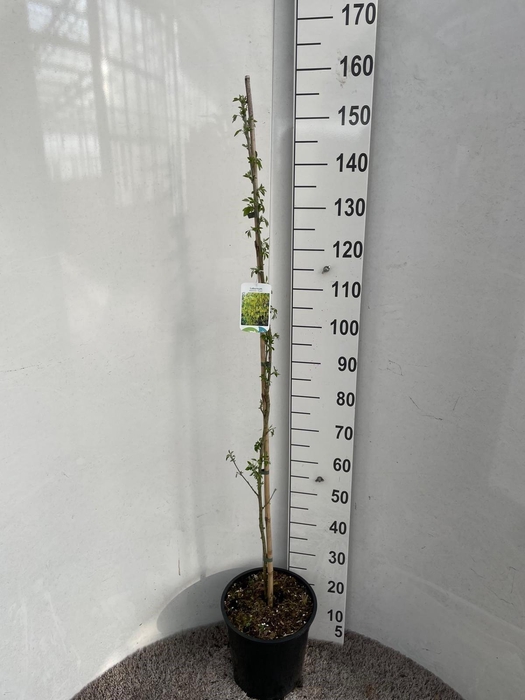 <h4>LABURNU WA VOSSII</h4>