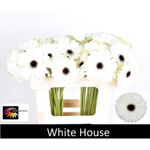 GE GR WHITE HOUSE