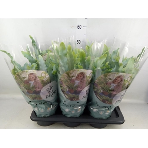 Phlebodium aureum 'Blue Star'