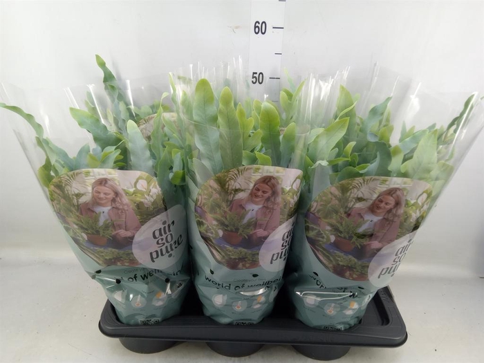 <h4>Phlebodium aureum 'Blue Star'</h4>