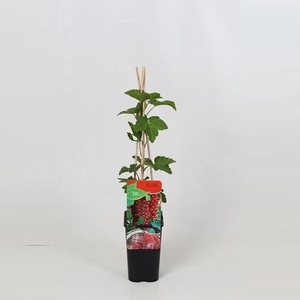 Ribes rubrum Rovada