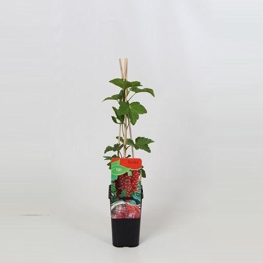 <h4>Ribes rubrum Rovada</h4>