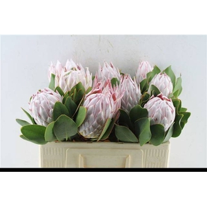 PROTEA CYNAROIDES