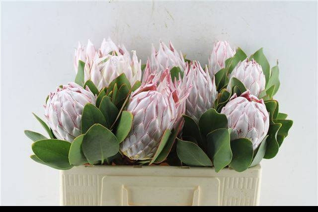 <h4>PROTEA CYNAROIDES</h4>