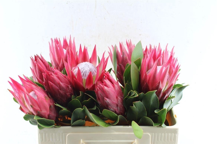 <h4>Protea Cy Madiba</h4>