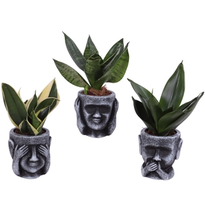 Sansevieria trif. Mix Pot Ø06cm in Ceramic pot Ø09cm