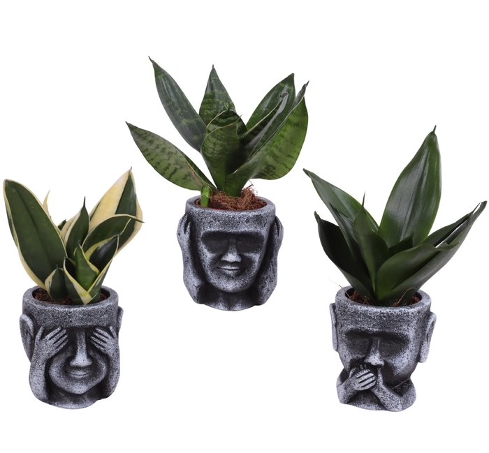 <h4>Sansevieria trif. Mix Pot Ø06cm in Ceramic pot Ø09cm</h4>